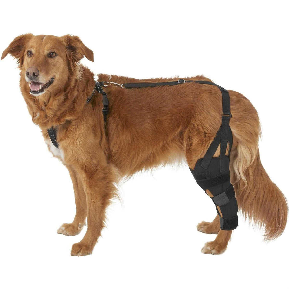 Metal Hinged Knee Brace for Dogs J2307