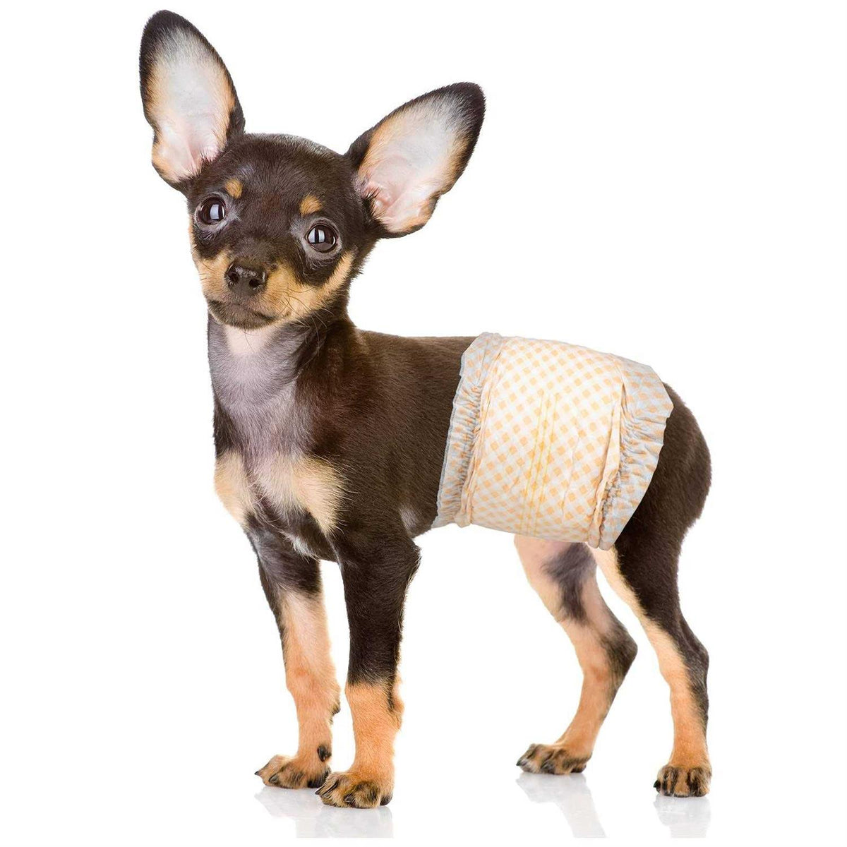 Soft Disposable Male Dog Wraps Z934