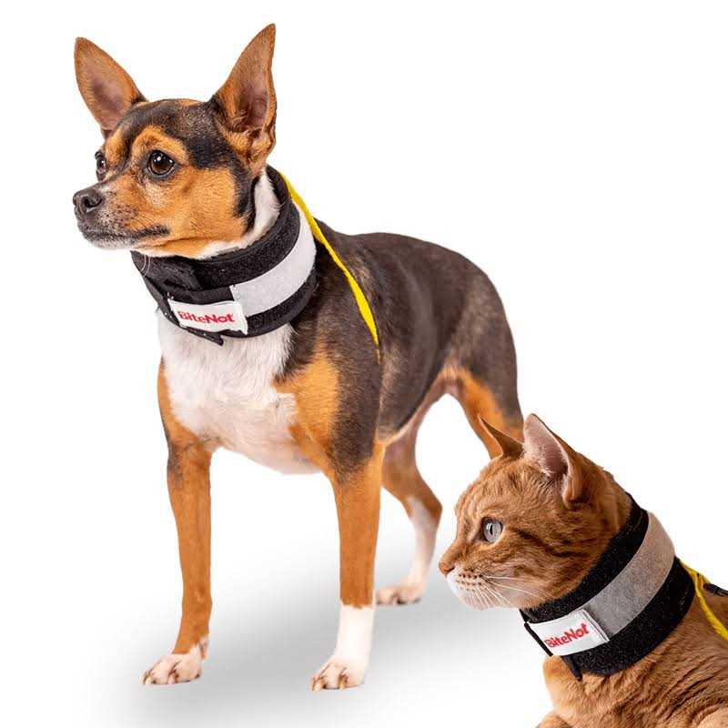 Collar Q877724